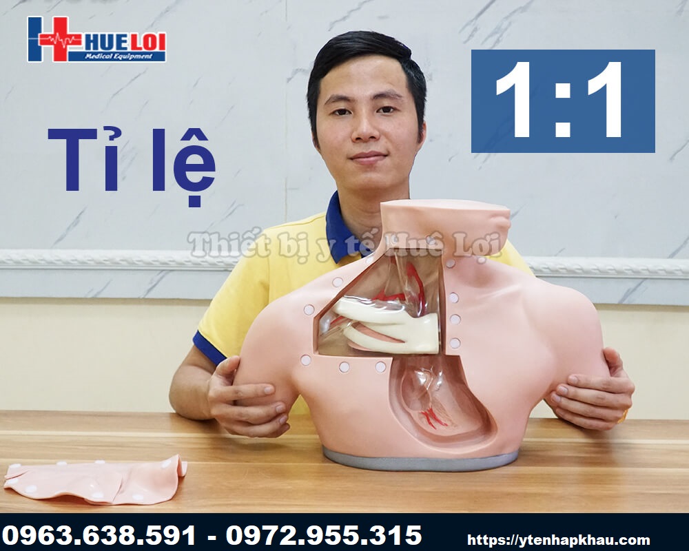 Mô hình đặt Catheter tĩnh mạch