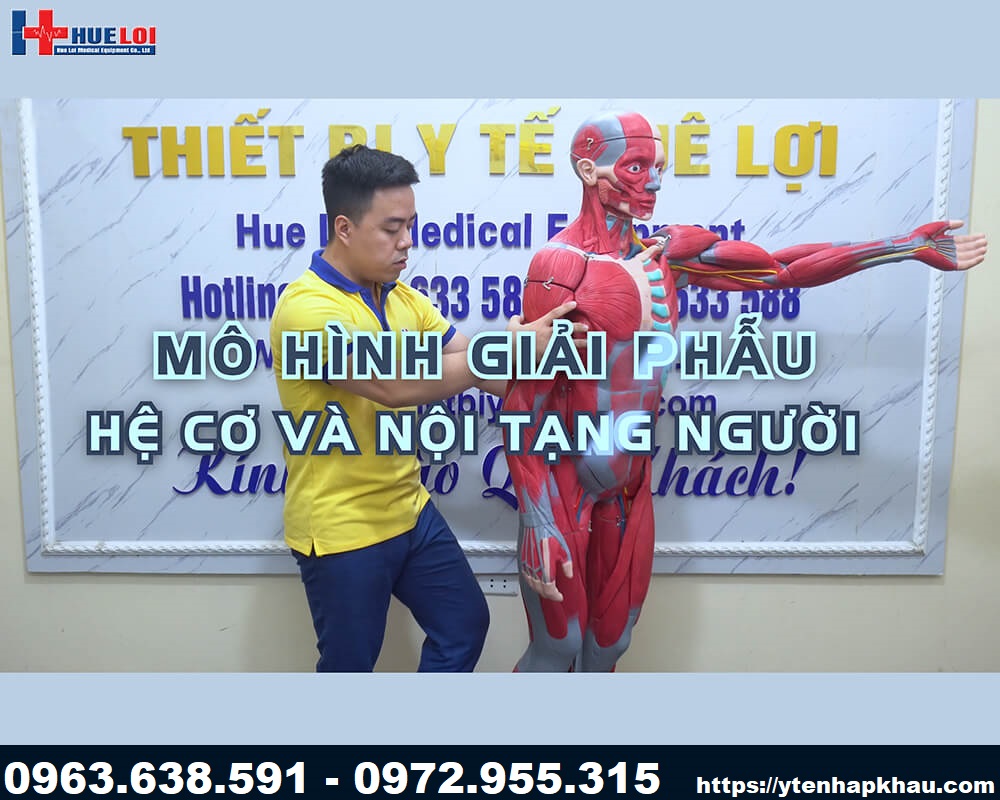 Mô hình giải phẫu cơ thê người kích thước 1:1